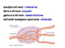 альфа-клітини: глюкагон бета-клітини: інсулін дельта-клітини: соматостатин еп...