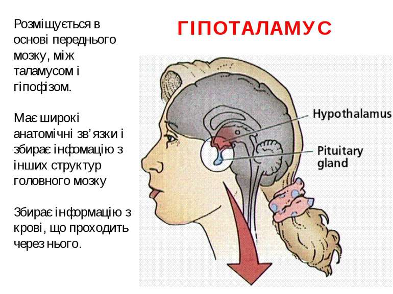 ГІПОТАЛАМУС Розміщується в основі переднього мозку, між таламусом і гіпофізом...