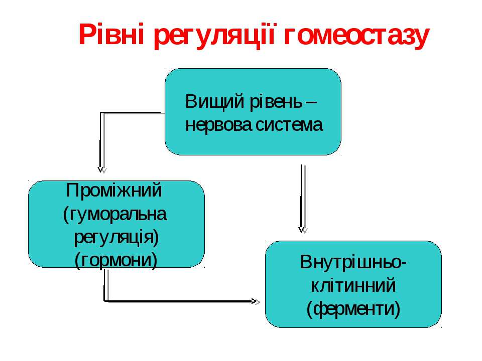 Гомеостаз уровни. Гомеостаз уровень организации. Уровни гомеостаза. Регуляция гомеостаза. Нервная регуляция гомеостаза.