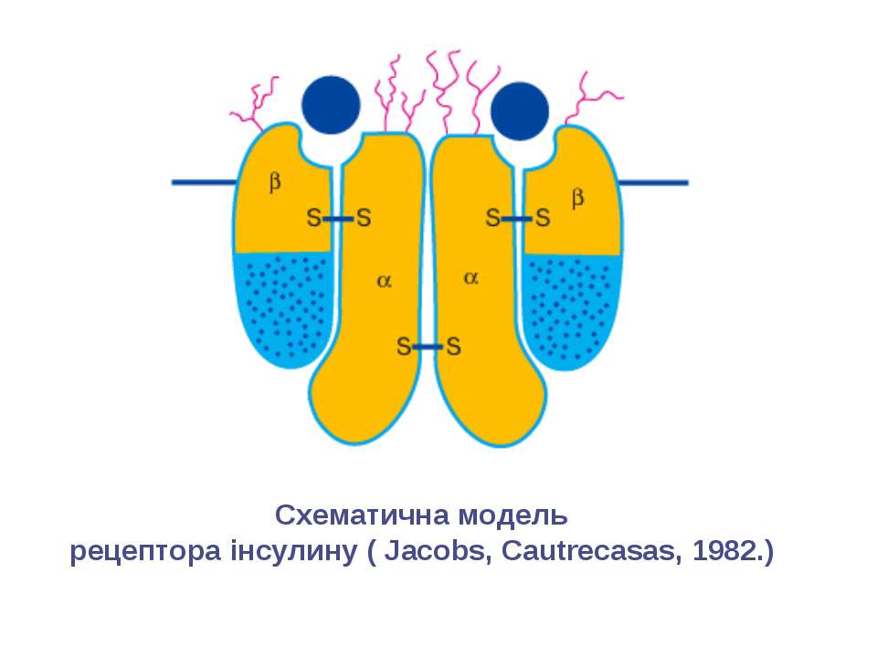 Схема рецептора инсулина