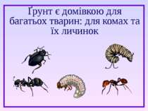 Ґрунт є домівкою для багатьох тварин: для комах та їх личинок