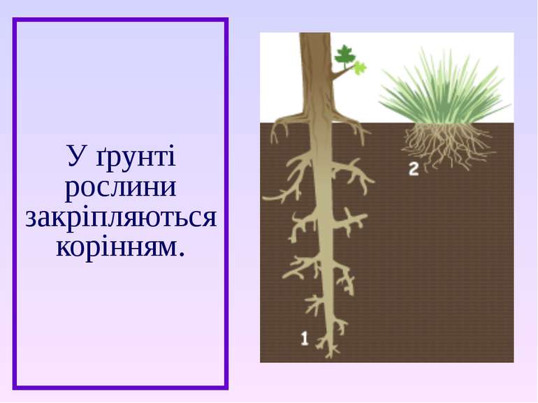 У ґрунті рослини закріпляються корінням.