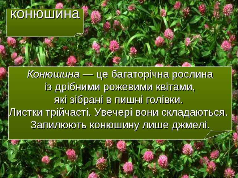 конюшина Конюшина — це багаторічна рослина із дрібними рожевими квітами, які ...