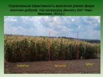 Порівняльна ефективність внесення різних форм азотних добрив під кукурудзу (д...