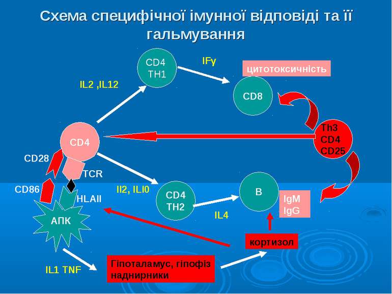 Схема специфічної імунної відповіді та її гальмування CD4 CD4 TH1 CD4 TH2 CD8...
