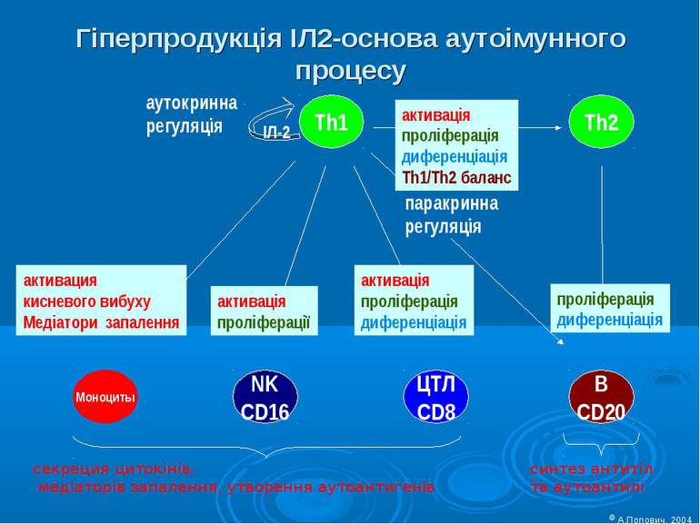 Гіперпродукція ІЛ2-основа аутоімунного процесу Th1 Th2 Моноциты NK CD16 ЦТЛ C...