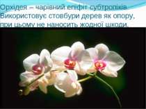 Орхідея – чарівний епіфіт субтропіків. Використовує стовбури дерев як опору, ...