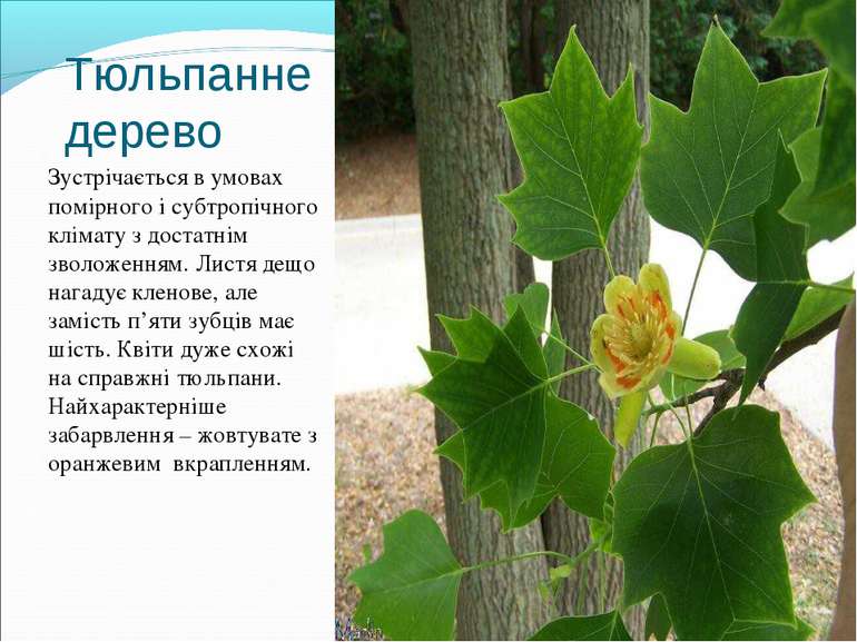Тюльпанне дерево Зустрічається в умовах помірного і субтропічного клімату з д...