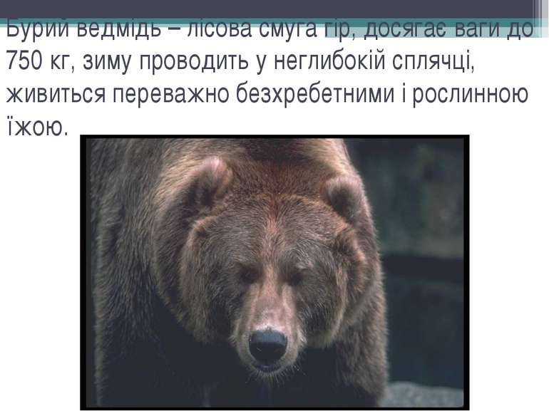 Бурий ведмідь – лісова смуга гір, досягає ваги до 750 кг, зиму проводить у не...