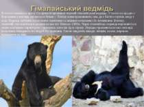 В межах нижнього ярусу Сагарматхі проживає чорний гімалайський ведмідь. У ньо...