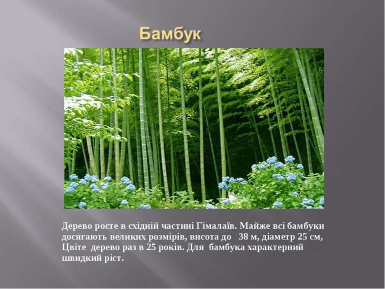 Дерево росте в східній частині Гімалаїв. Майже всі бамбуки досягають великих ...