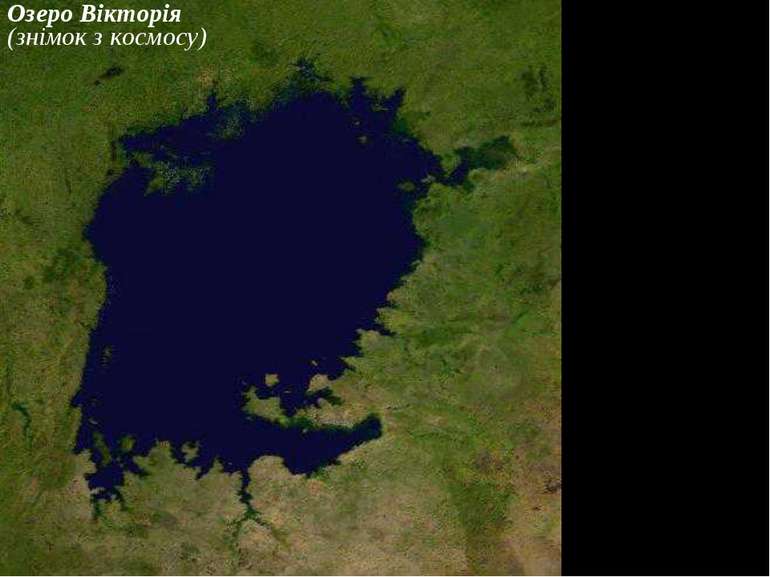Озеро Вікторія (знімок з космосу)
