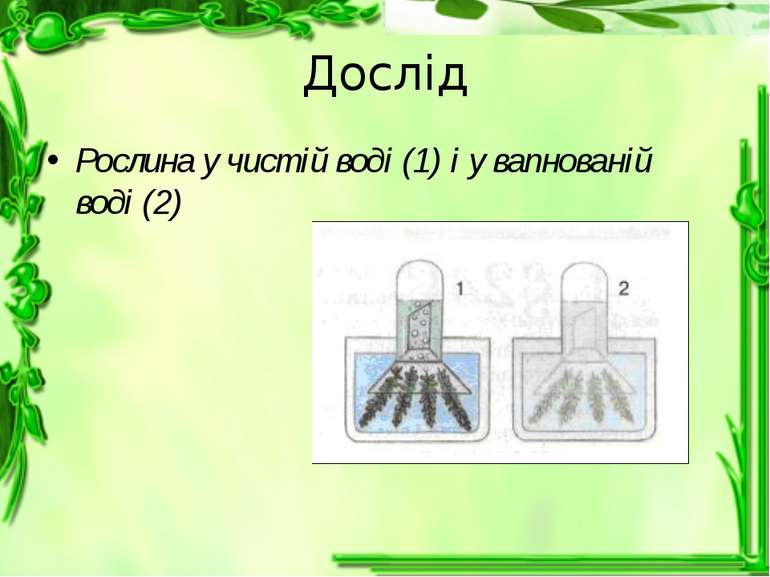 Дослід Рослина у чистій воді (1) і у вапнованій воді (2)