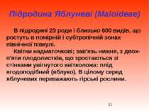 Підродина Яблуневі (Maloideae) В підродині 23 роди і близько 600 видів, що ро...