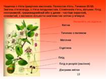 Чашечка з п'яти ірикутннх листочків. Пелюсток п'ять. Тичинок 20-50. Зав'язь п...