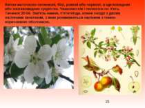 Квітки маточково-тичинкові, білі, рожеві або червоні, в щитковидних або зонти...