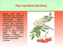 Рід Горобина (Sorbus) Дерева або кущі з перистими або простими листками, квіт...