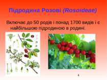 Підродина Розові (Rosoideae) Включає до 50 родів і понад 1700 видів і є найбі...