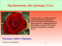 Рід Шипшина, або троянда (Rosa) Троянда чайно-гібридна Троянди мають велике з...