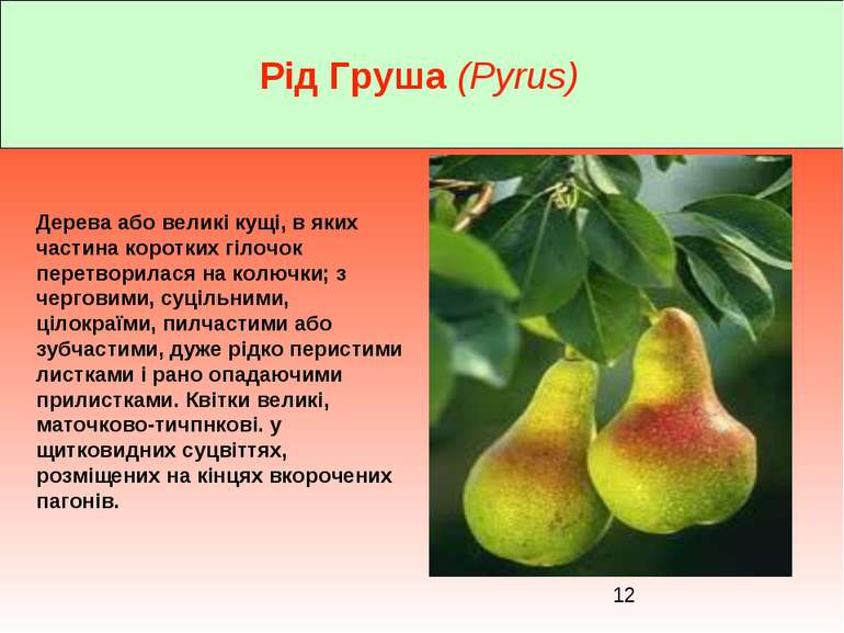 Рід Груша (Pyrus) Дерева або великі кущі, в яких частина коротких гілочок пер...