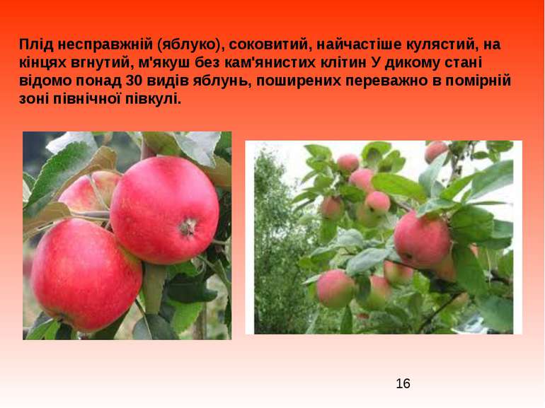 Плід несправжній (яблуко), соковитий, найчастіше кулястий, на кінцях вгнутий,...