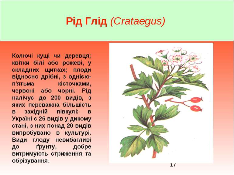 Рід Глід (Crataegus) Колючі кущі чи деревця; квітки білі або рожеві, у складн...