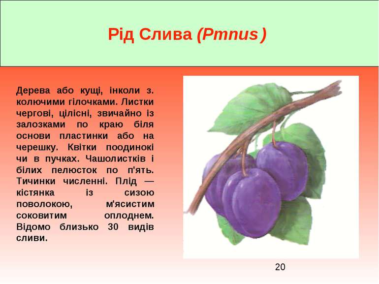 Рід Слива (Pmnus ) Дерева або кущі, інколи з. колючими гілочками. Листки черг...