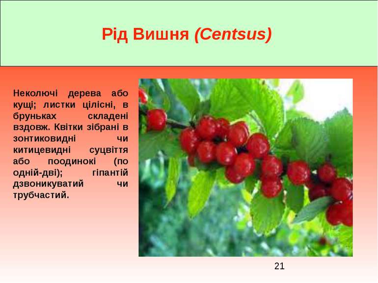 Рід Вишня (Centsus) Неколючі дерева або кущі; листки цілісні, в бруньках скла...