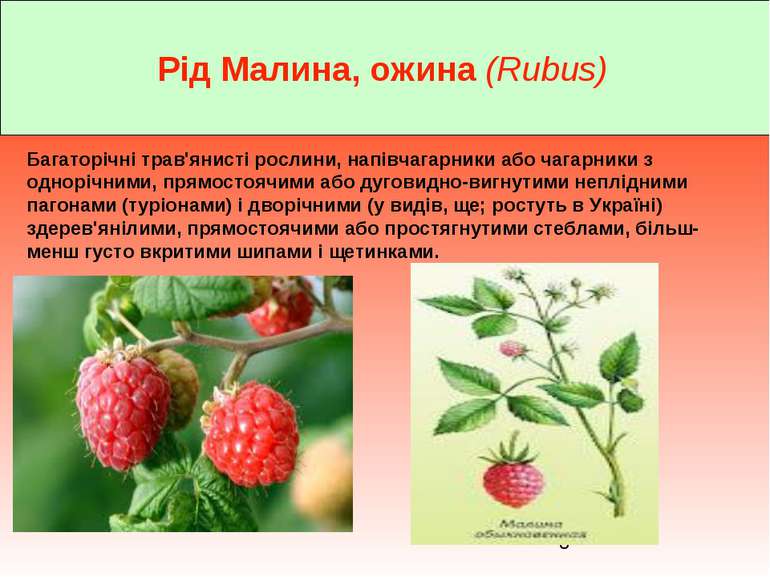 Рід Малина, ожина (Rubus) Багаторічні трав'янисті рослини, напівчагарники або...