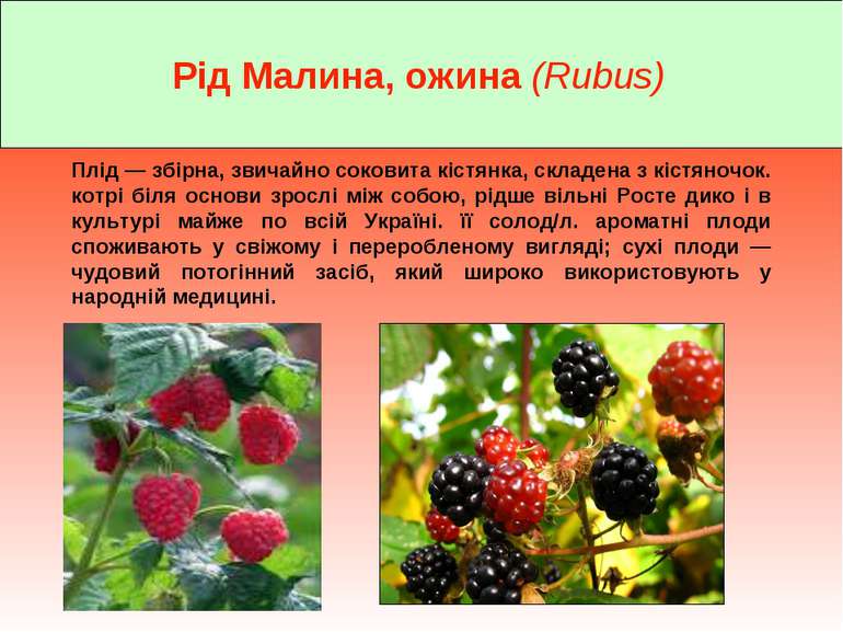 Плід — збірна, звичайно соковита кістянка, складена з кістяночок. котрі біля ...