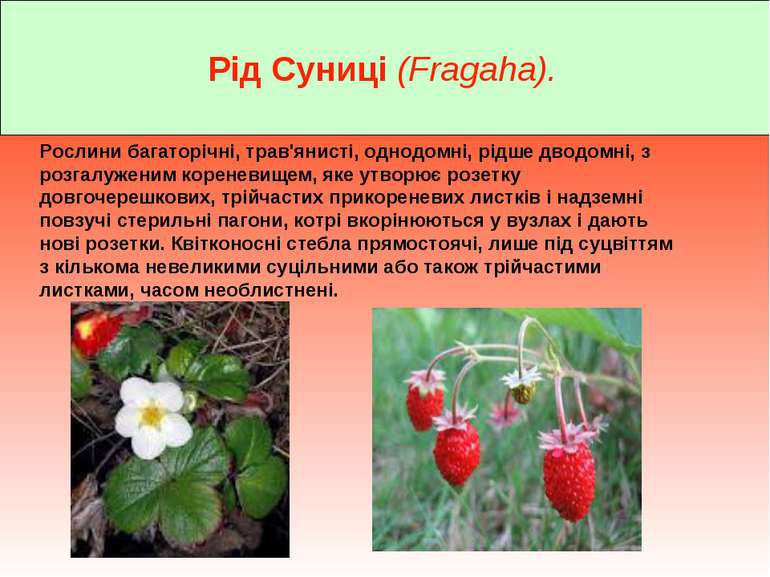 Рід Суниці (Fragaha). Рослини багаторічні, трав'янисті, однодомні, рідше двод...