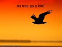 As free as a bird