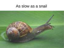 As slow as a snail