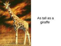 As tall as a giraffe