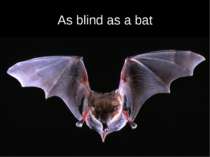 As blind as a bat