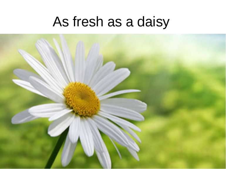 As fresh as a daisy
