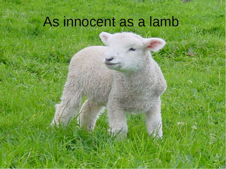 As innocent as a lamb