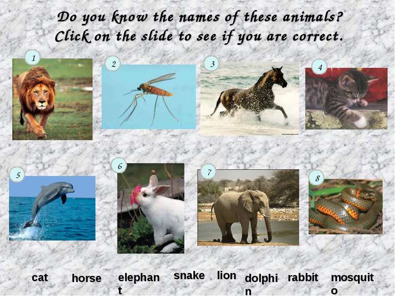 Do you know the names of these animals? Click on the slide to see if you are ...