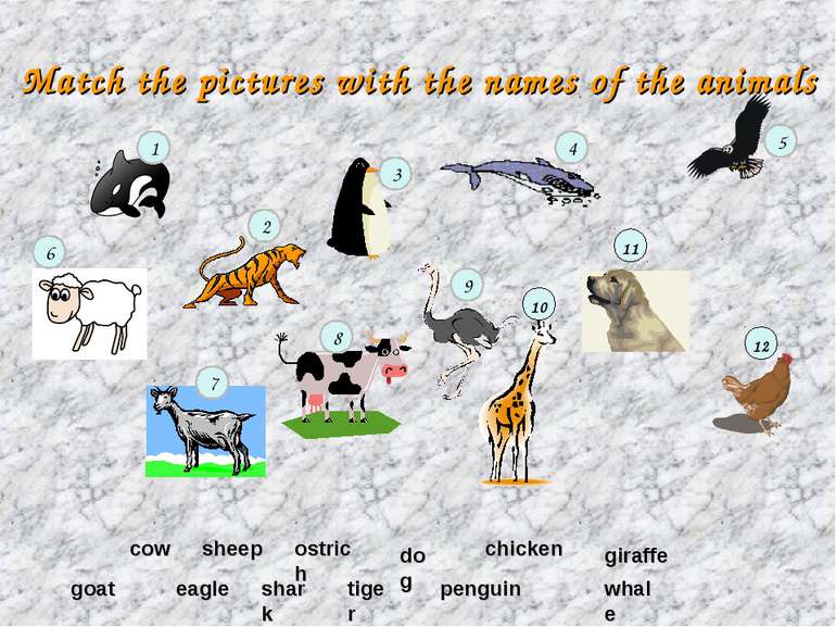 Match the pictures with the names of the animals tiger sheep giraffe shark go...
