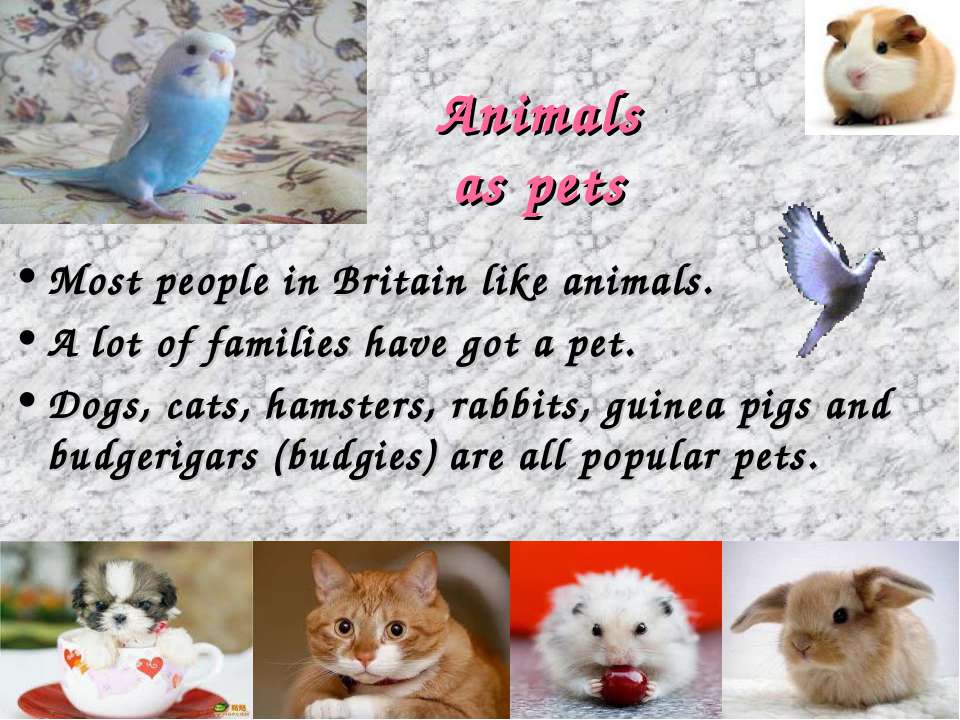Do you like animals. Животные Британии на английском. Pets in great Britain. Your favorite animal вопросы. British and their Pets.