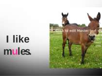 I like mules.