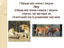 Гібриди між левом і тигром Лігр (гібрид між левом-самцем і тигром-самкою, що ...