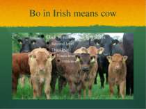 Bo in Irish means cow