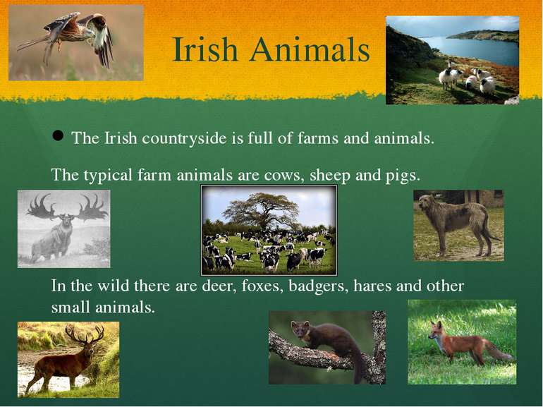 Irish Animals The Irish countryside is full of farms and animals. The typical...