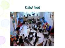 Cats/ feed