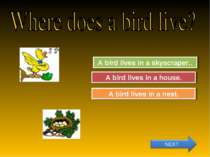 Try Again Great Job! A bird lives in a skyscraper.. A bird lives in a nest. T...