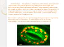 Пропластиди — виступають в ембріональних клітинах промеристеми і меристеми. З...
