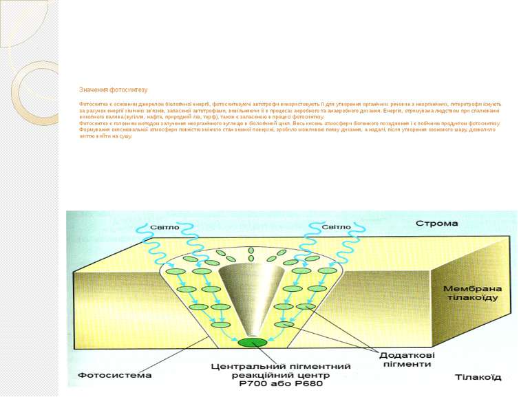 Значення фотосинтезу Фотосинтез є основним джерелом біологічної енергії, фото...