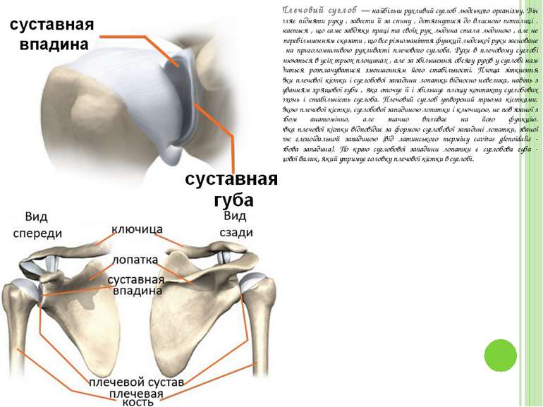 Плечовий суглоб — найбільш рухливий суглоб людського організму. Він дозволяє ...