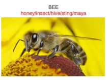 BEE honey/insect/hive/sting/maya